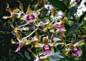<i>Dendrobium</i> Barack and Michelle Obama