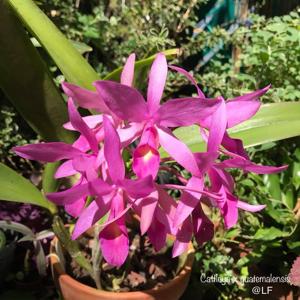 Cattleya guatemalensis
