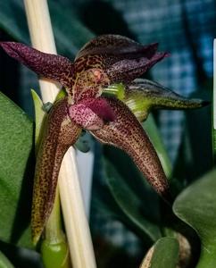 Bulbophyllum Meen Kingdom Warriors