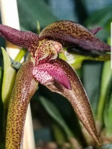 Bulbophyllum Meen Kingdom Warriors