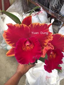 Rhyncholaeliocattleya Hey Song