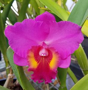 Rhyncholaeliocattleya Dendi's Storm