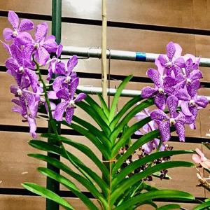 Aranda Su-Siong Beauty