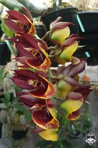 Catasetum tapiriceps