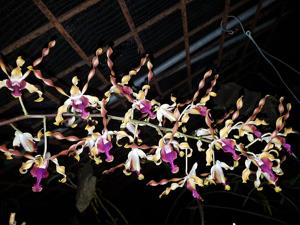 Dendrobium Bengawan Solo