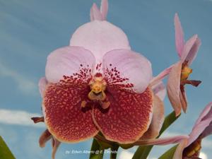 Vanda Suvarnabhumi