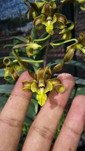 Dendrobium Helanthix