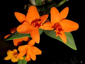 Rhyncattleanthe Shinfong Little Sun