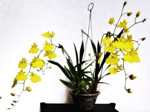 Oncidesa Gower Ramsey