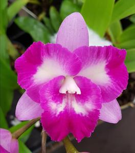Rhyntonleya Swan's Shy