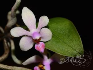 Phalaenopsis Grassau