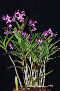 Dendrobium King Zip