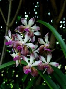 Vandachostylis Yen HKN Ng