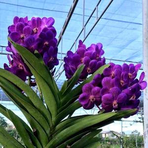 Vanda John De Biase