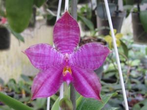 <i>Phalaenopsis</i> Luedde-violacea-LD Emerald Bear
