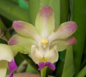 Aeridovanda lawrenceae-Chao Praya Emerald