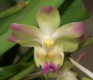 Aeridovanda lawrenceae-Chao Praya Emerald