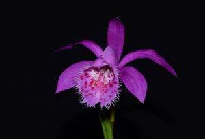 <i>Pleione</i> El Misti