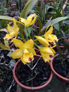 Cattlianthe Little Fairy
