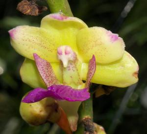 Rhynchorides Chang Koraht