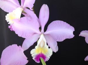 <i>Cattleya</i> Clarissa