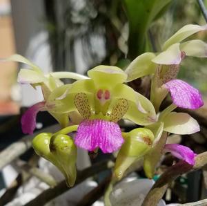 Rhynchorides Chang Koraht