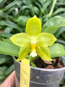 Phalaenopsis Joy Green Coral-Yin's Green Jewel