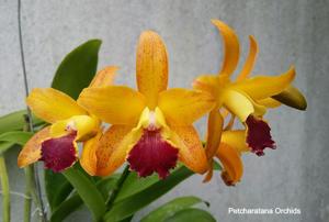 <i>Cattlianthe</i> Petcharatana Deluxe