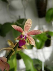 Phalaenopsis Claudio Nardotto