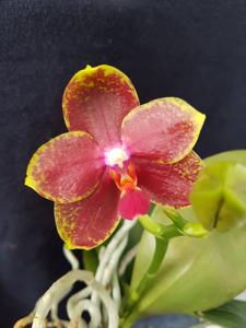 Phalaenopsis Tainan