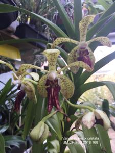 <i>Vanda</i> Emila Luna Motes