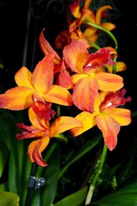 Cattlianthe Mine Gold