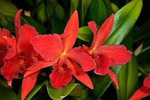 Cattlianthe Jewel Box