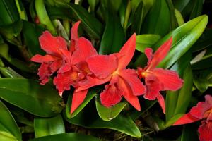 Cattlianthe Jewel Box