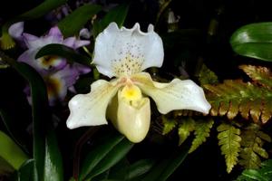 Paphiopedilum Rosy Dawn