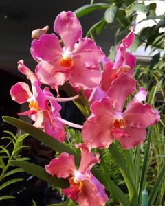 Papilionanda Tan Hoon Siang