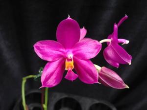 Phalaenopsis Pylo's Sweet Purple