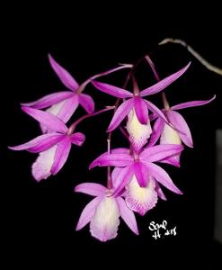 Barkeria Rebecca Marsh