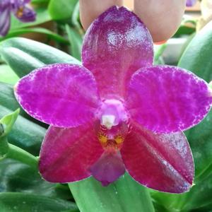 Phalaenopsis Zheng Min Stegosaurus