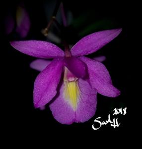 Barkeria Rebecca Marsh