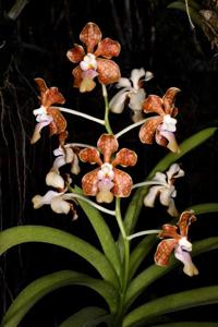 <i>Vanda</i> Naeem Ramatally