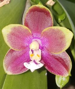 Phalaenopsis Pylo's Sunset Dragon