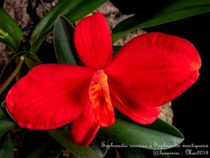 <i>Cattleya</i> Teipels Feuerzwerg
