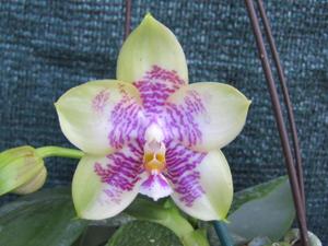 <i>Phalaenopsis</i> Jennifer Palermo-KS Happy Eagle--LD Emerald Bear