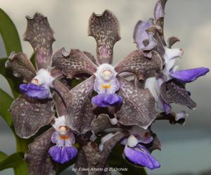 Papilionanda Tommy Ljunggren