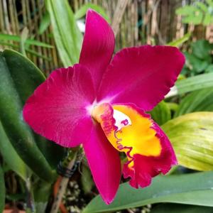 Rhyncholaeliocattleya Hawaiian Prominence