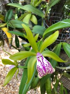 Brassocattleya Binosa