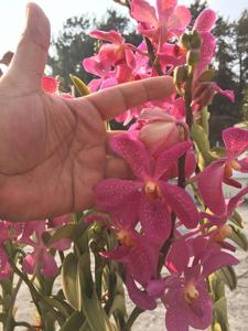 <i>Aranda</i> Anne Khoo-Kasem's Delight