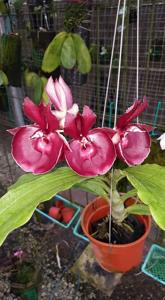 <i>Catasetum</i> Dr M Majumder