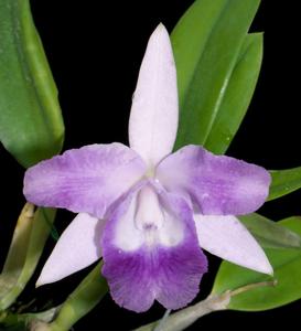 Cattleya Cariad's Mini-Quinee